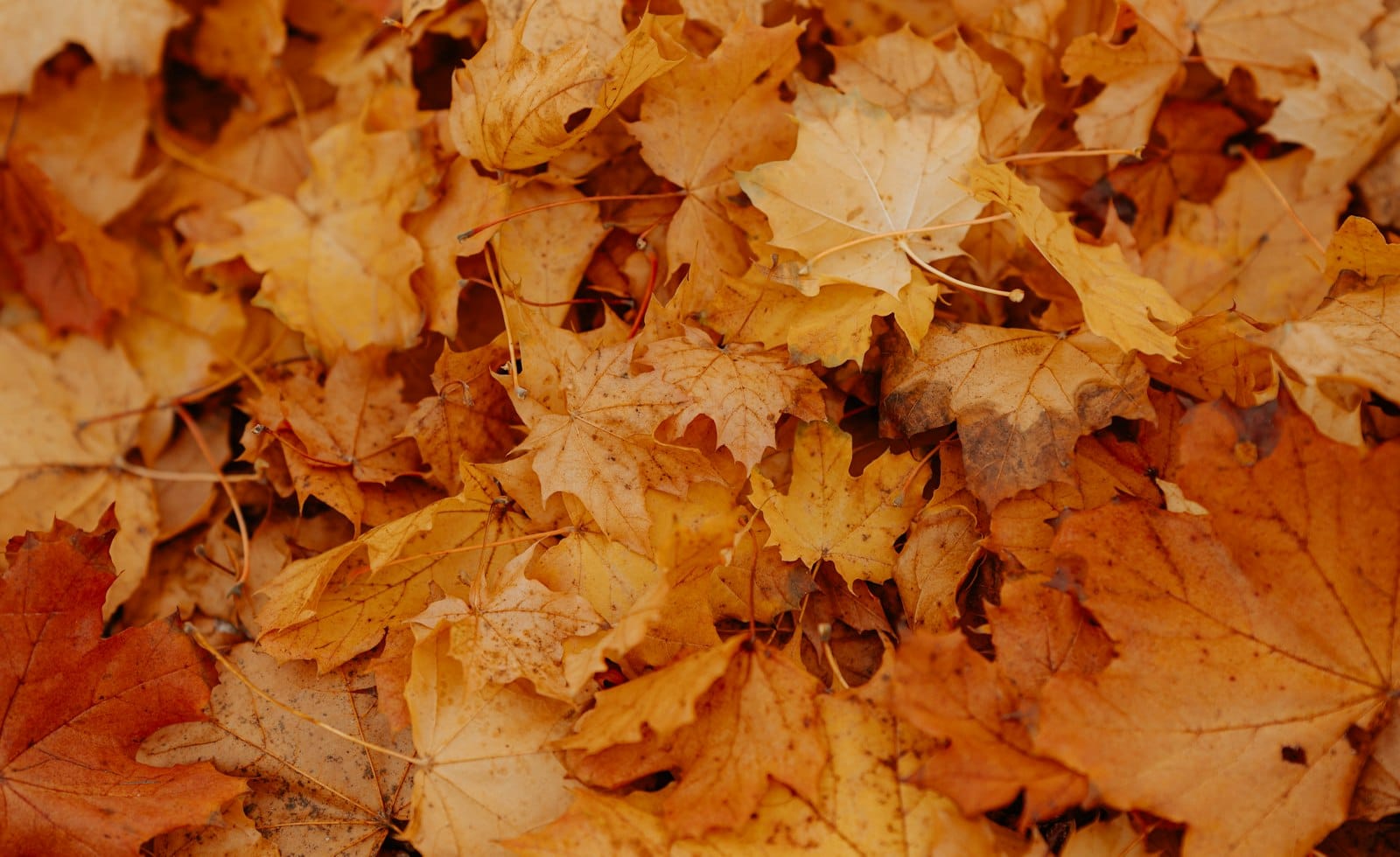 Make Leaf Mould Without These Common Mistakes