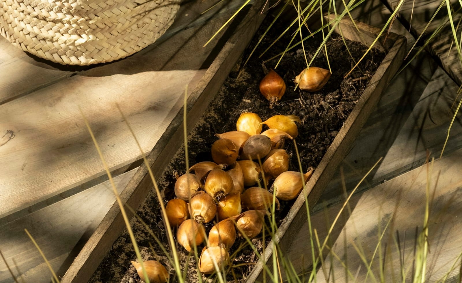 How to Plant Spring Bulbs in Autumn for Easy Colour