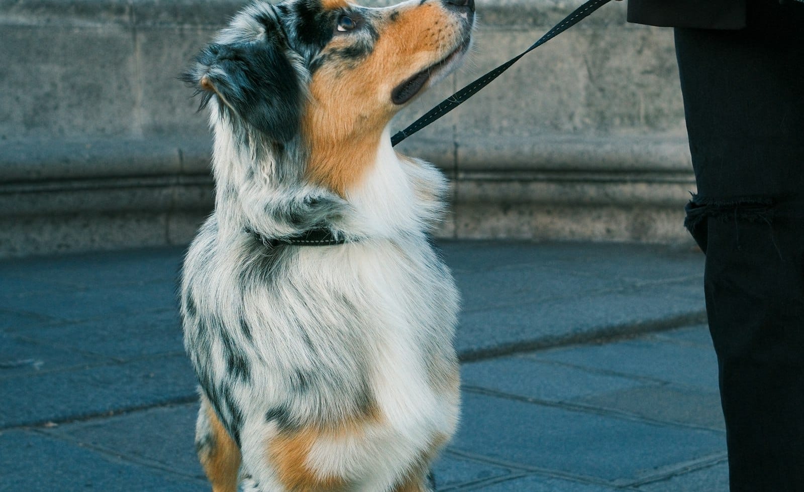 The Simple Way to Walk a Dog in the Dark Safely